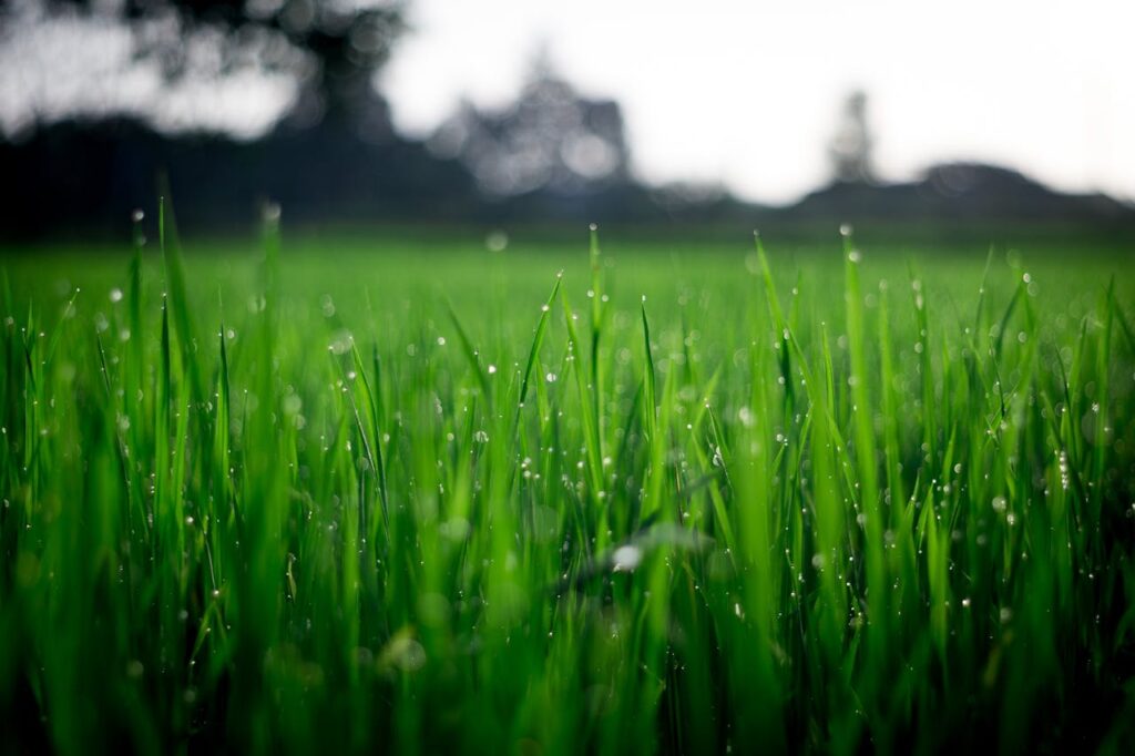 pexels-photo-212324 Close-up of lush green grass covered with morning dew in a rural field.