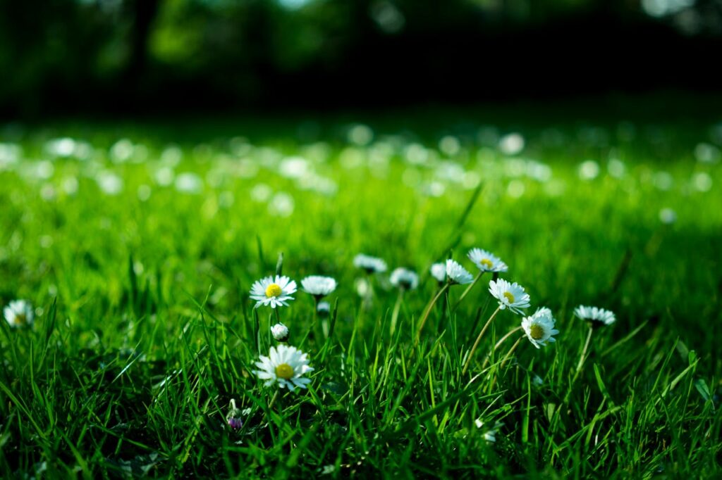 pexels-photo-409696 Close-up view of daisies blooming in a lush green meadow under bright daylight.